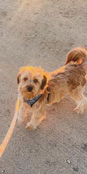 Joshua Tree No-Kill Shelter
