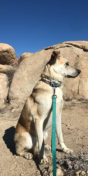 Joshua Tree No-Kill Shelter