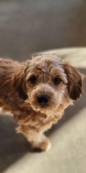 Joshua Tree No-Kill Shelter