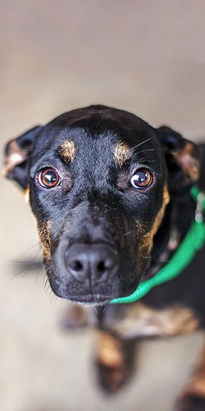 Joshua Tree No-Kill Shelter