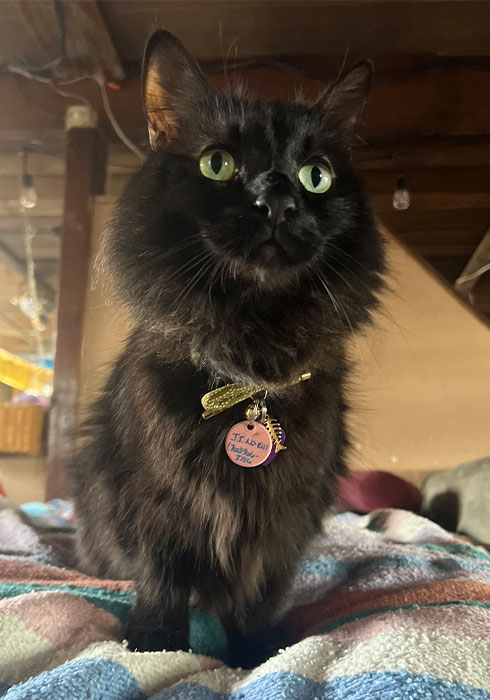 Joshua Tree No-Kill Shelter