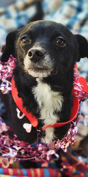 Joshua Tree No-Kill Shelter