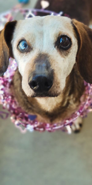 Joshua Tree No-Kill Shelter