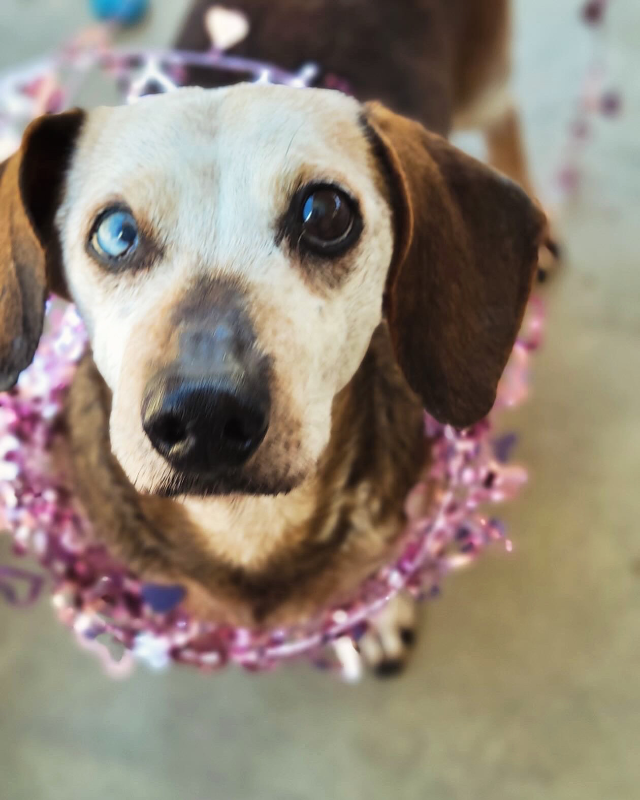Joshua Tree No-Kill Shelter
